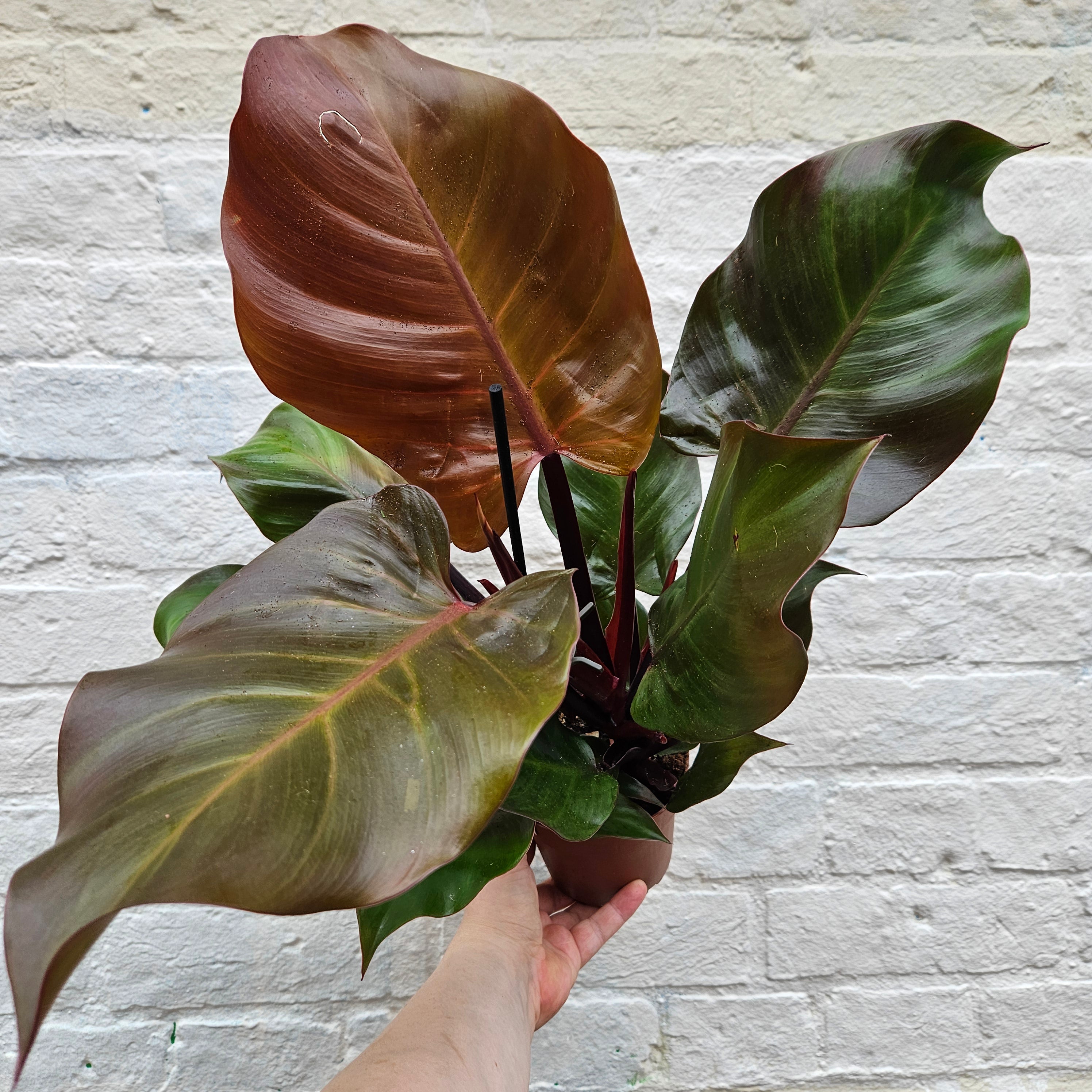 Philodendron &