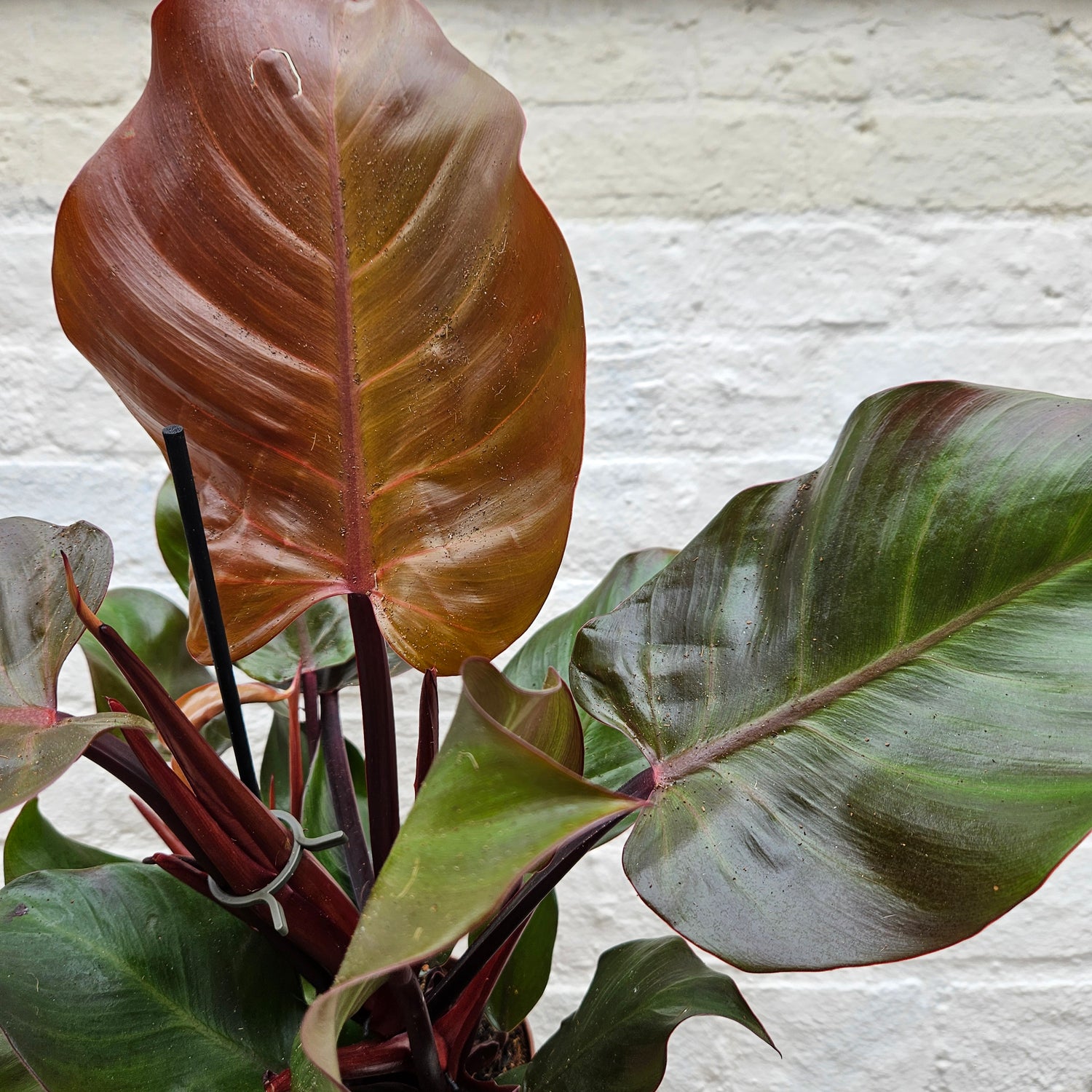 Philodendron &