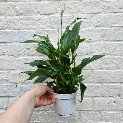 Spathiphyllum &