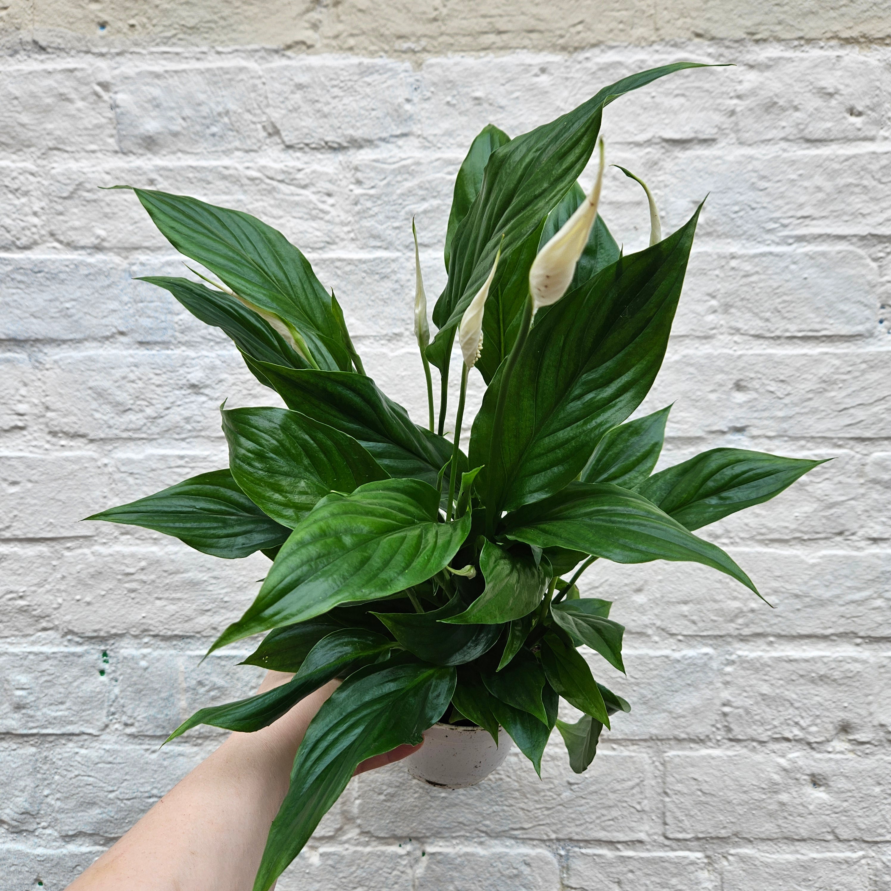 Spathiphyllum &