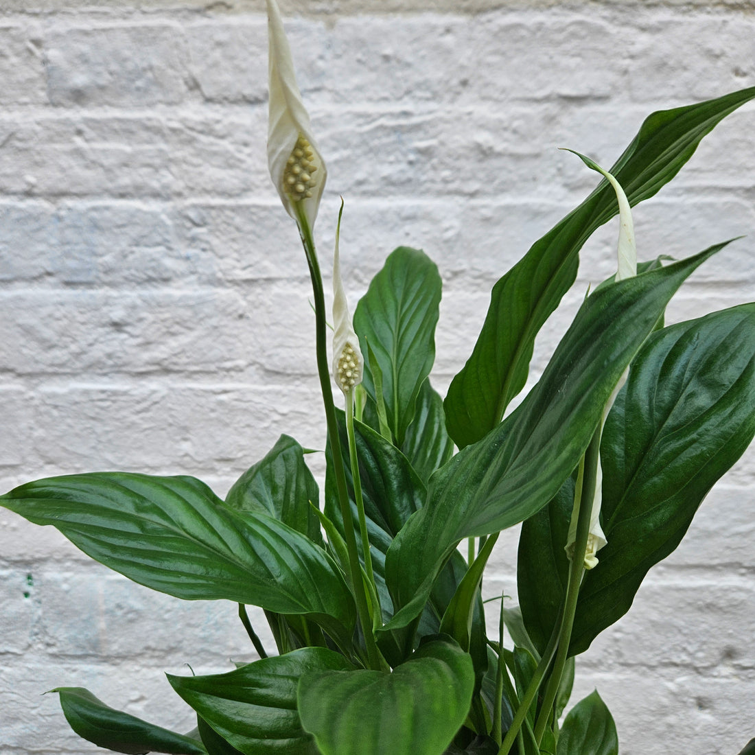 Spathiphyllum &