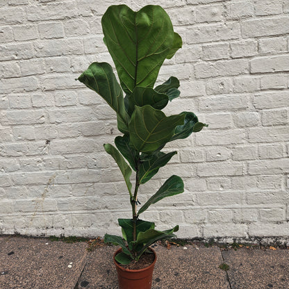 Ficus lyrata (Fiddle leaf fig) Different heights available