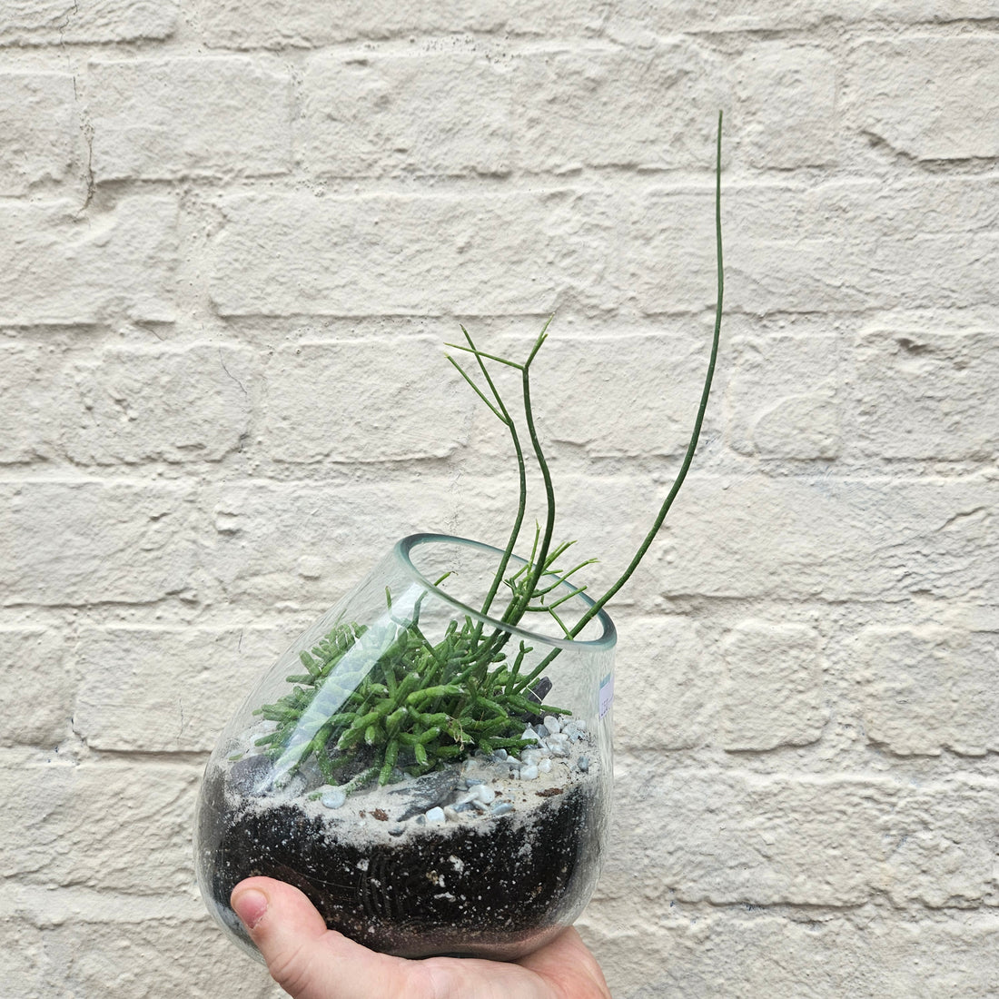 Glass Open Terrarium