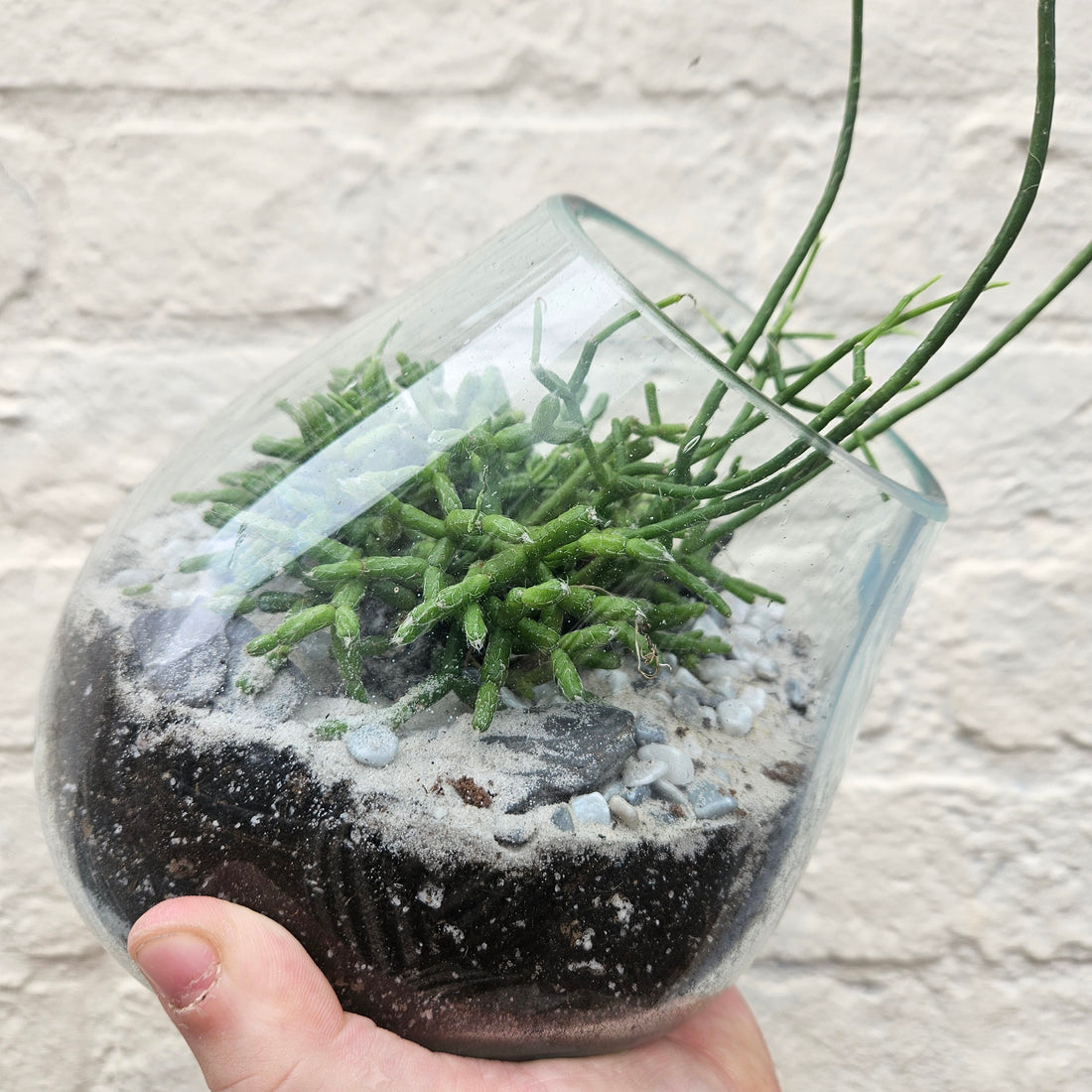 Glass Open Terrarium