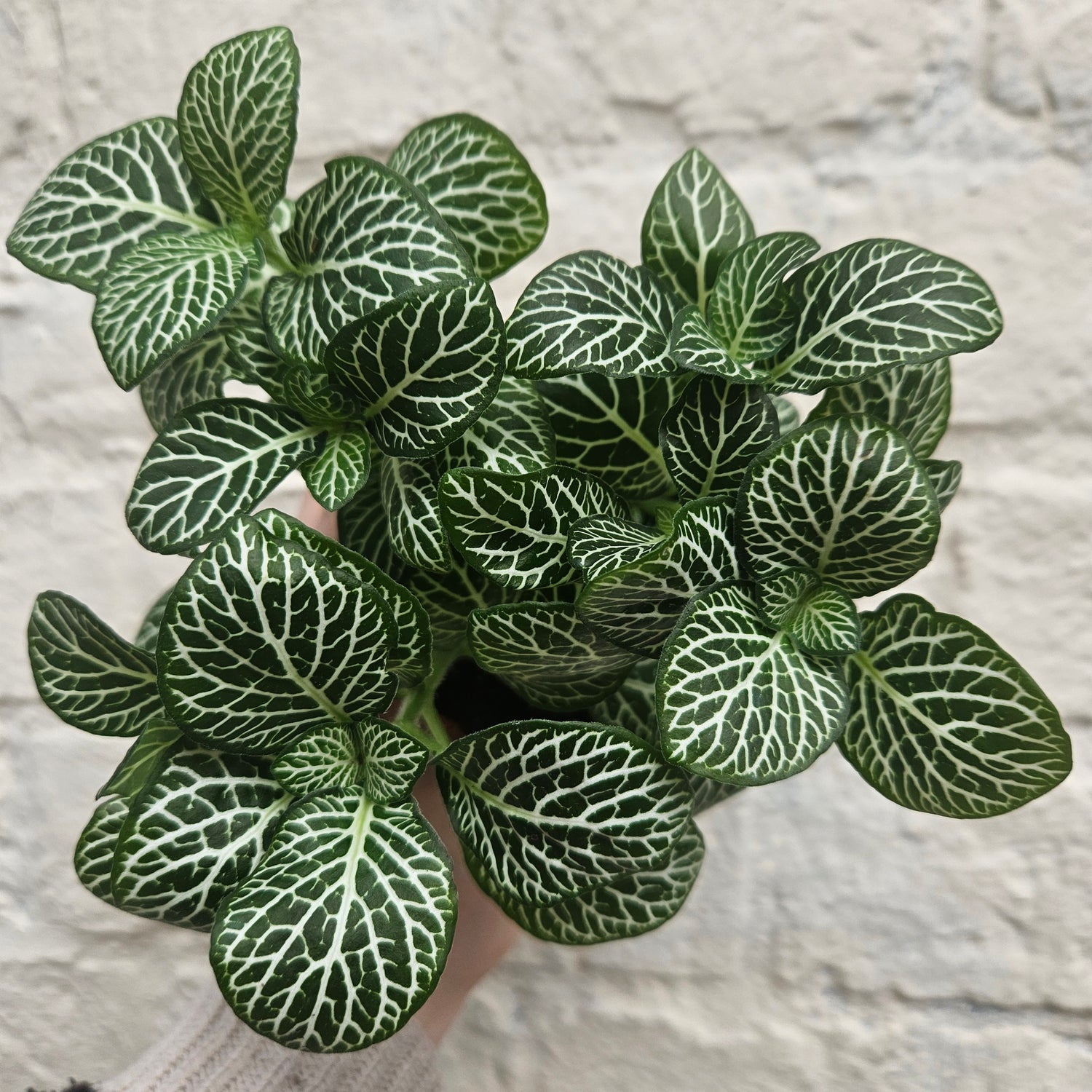 Fittonia varieties (Nerve plant/ Mosaic plant)