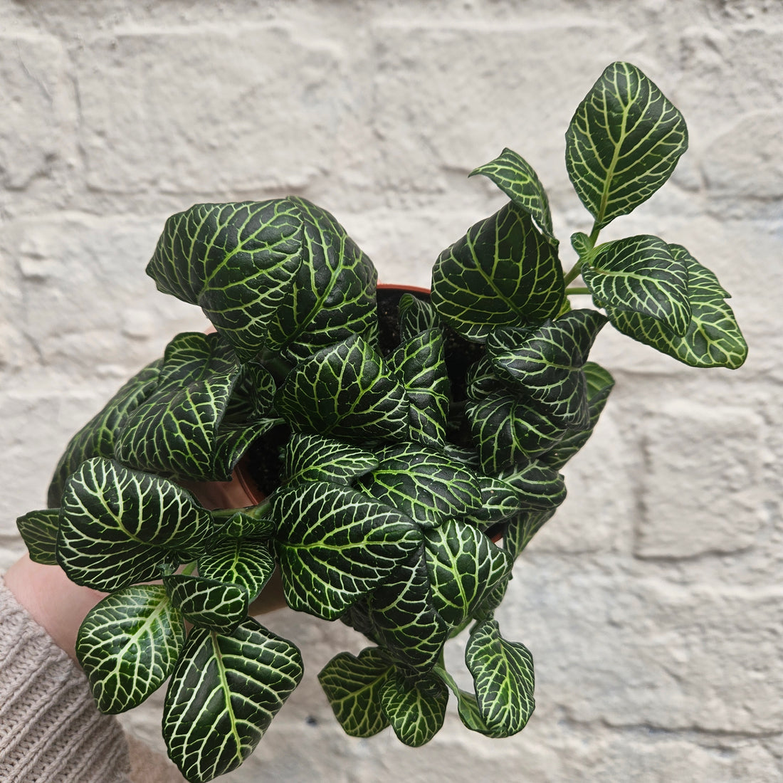 Fittonia varieties (Nerve plant/ Mosaic plant)