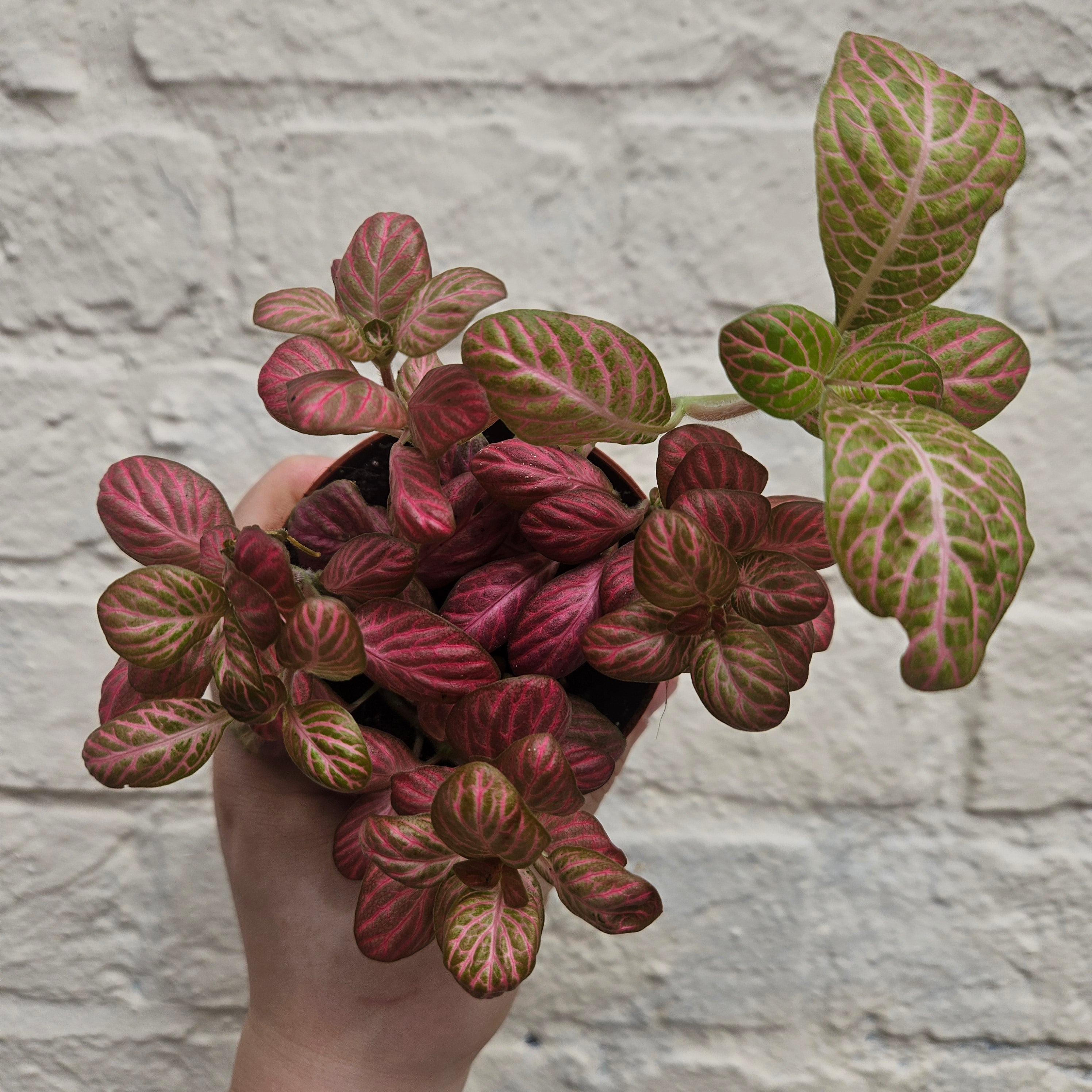 Fittonia varieties (Nerve plant/ Mosaic plant)