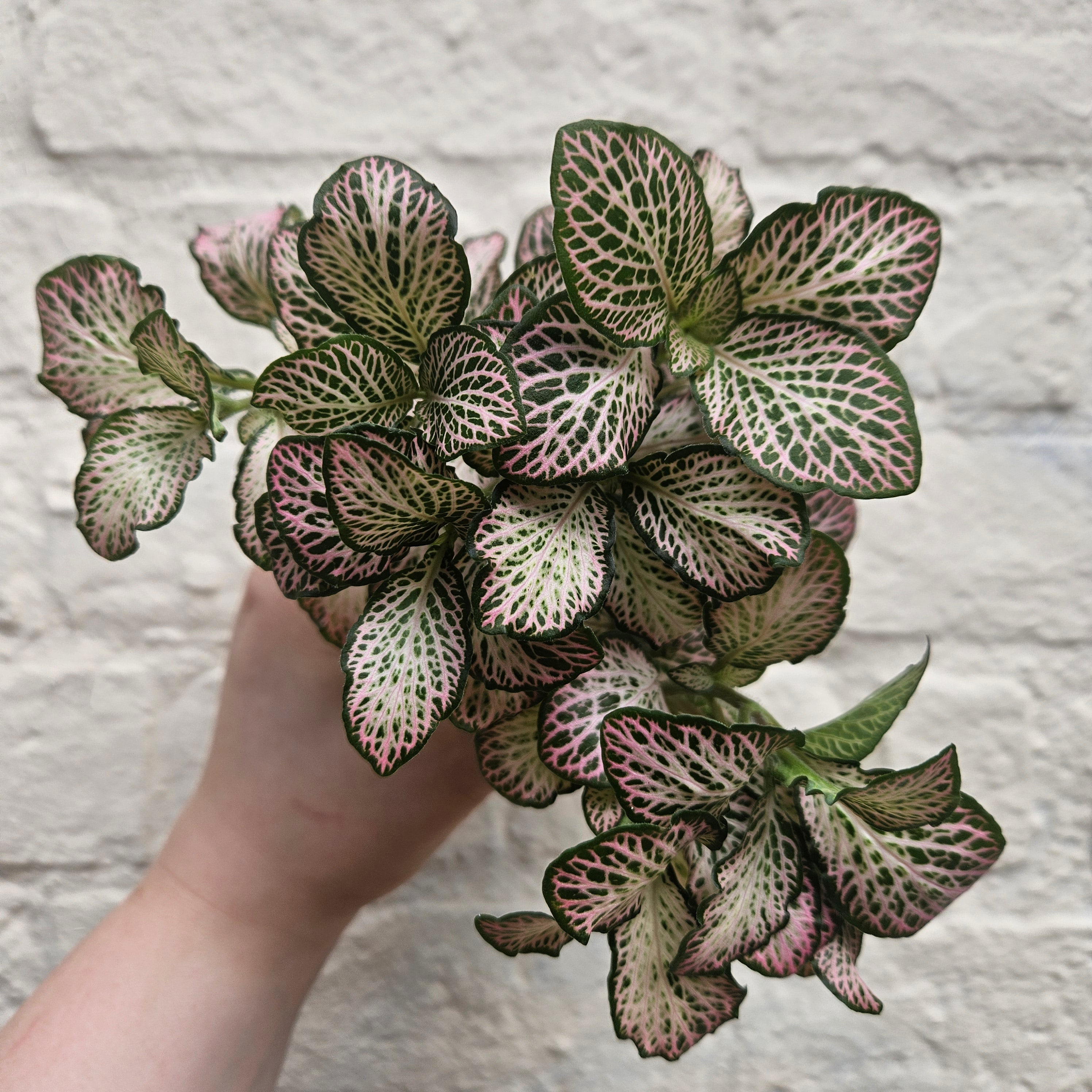 Fittonia varieties (Nerve plant/ Mosaic plant)