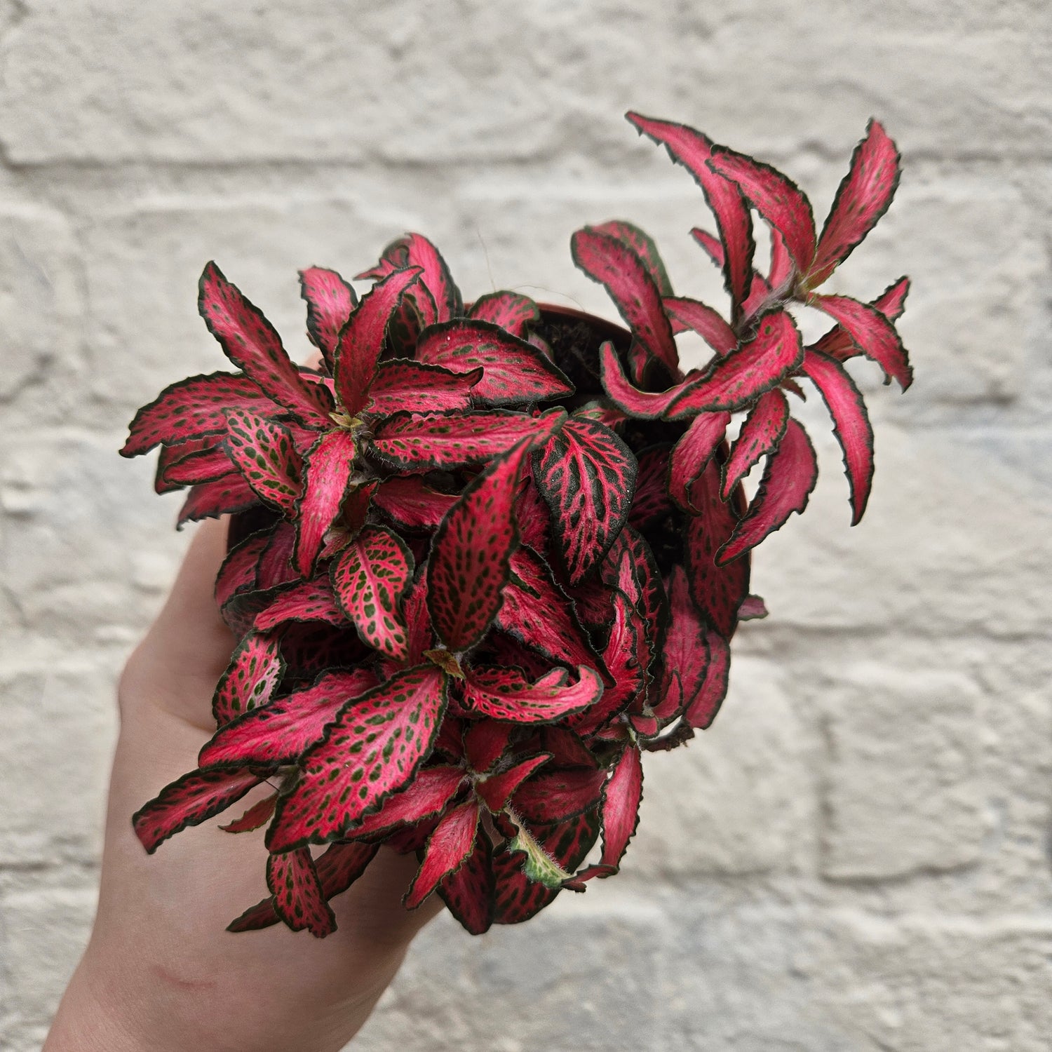 Fittonia varieties (Nerve plant/ Mosaic plant)