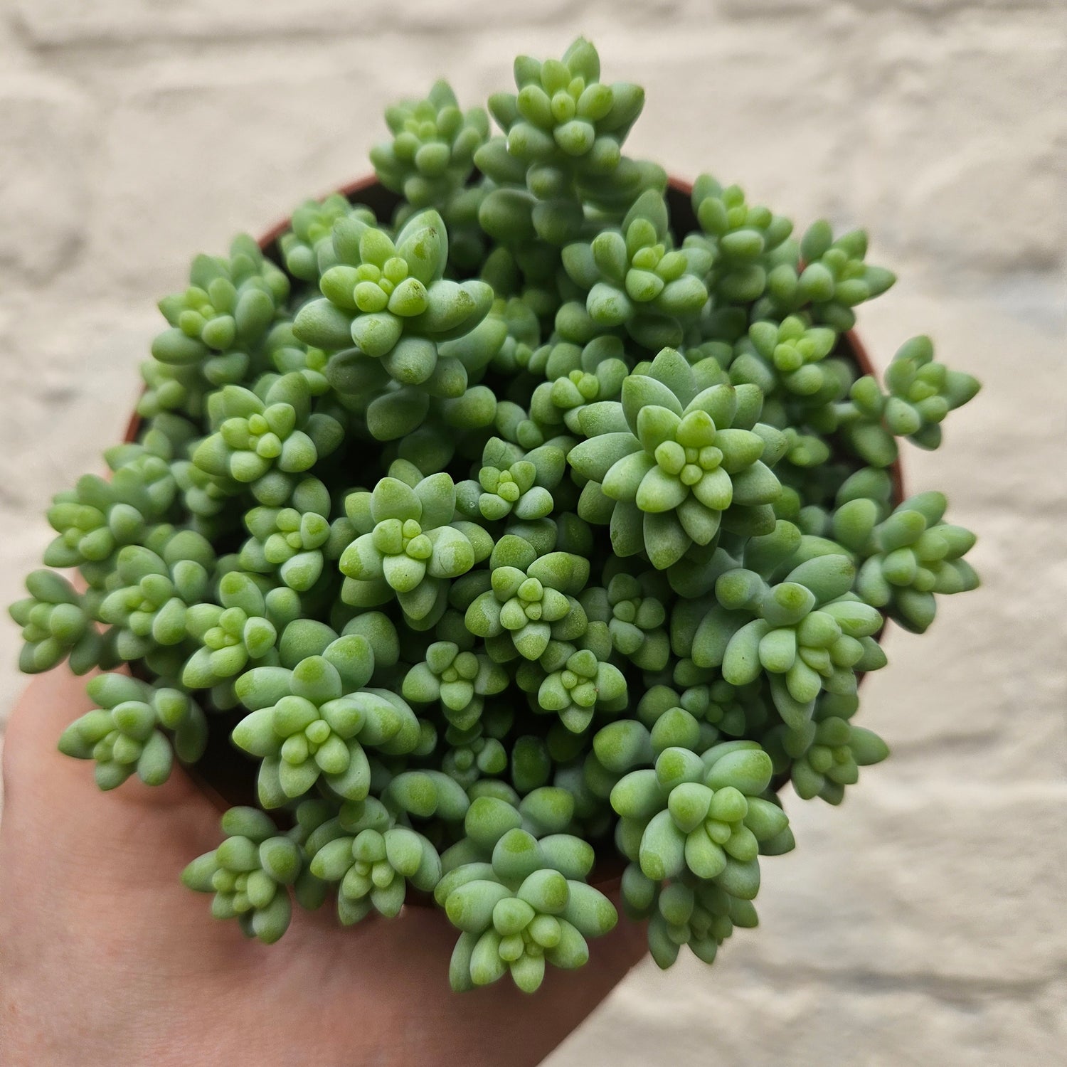 Sedum morganianum &