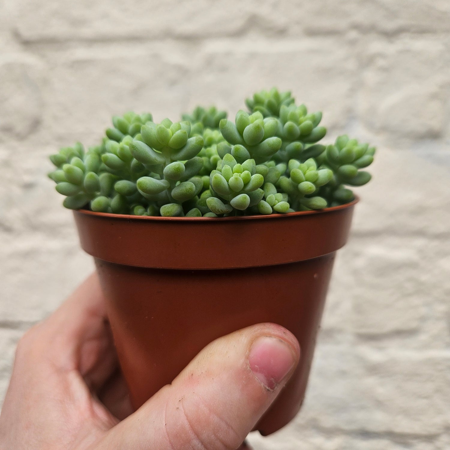 Sedum morganianum &