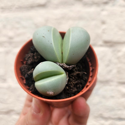 Dinteranthus puberulus (Stone Plant / South African Succulent)