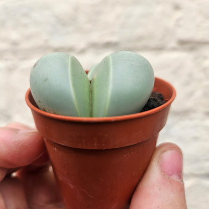 Dinteranthus puberulus (Stone Plant / South African Succulent)