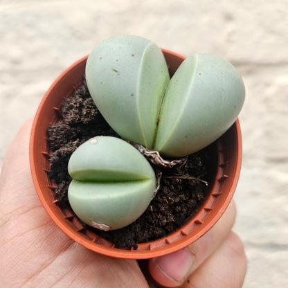 Dinteranthus puberulus (Stone Plant / South African Succulent)