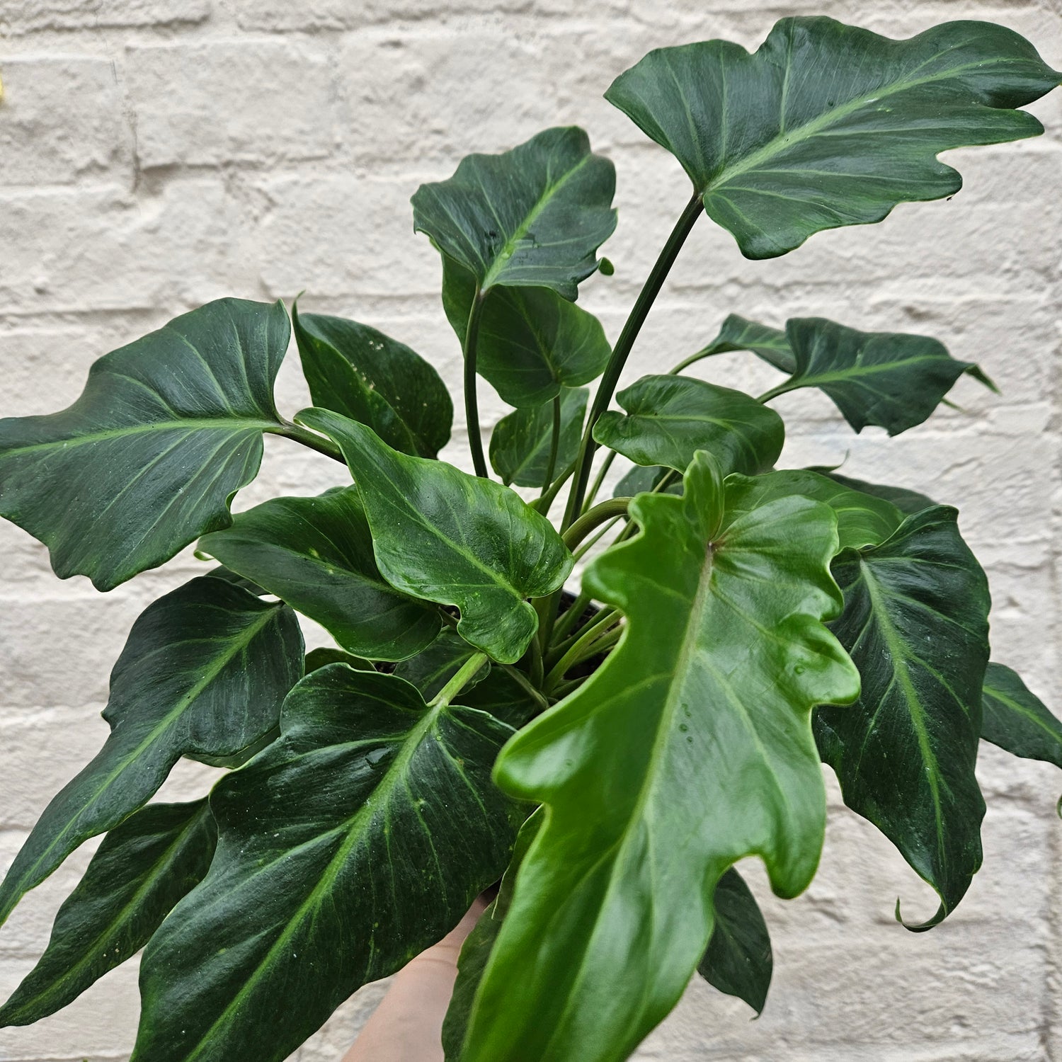 Thaumatophyllum xanadu syn. Philodendron xanadu