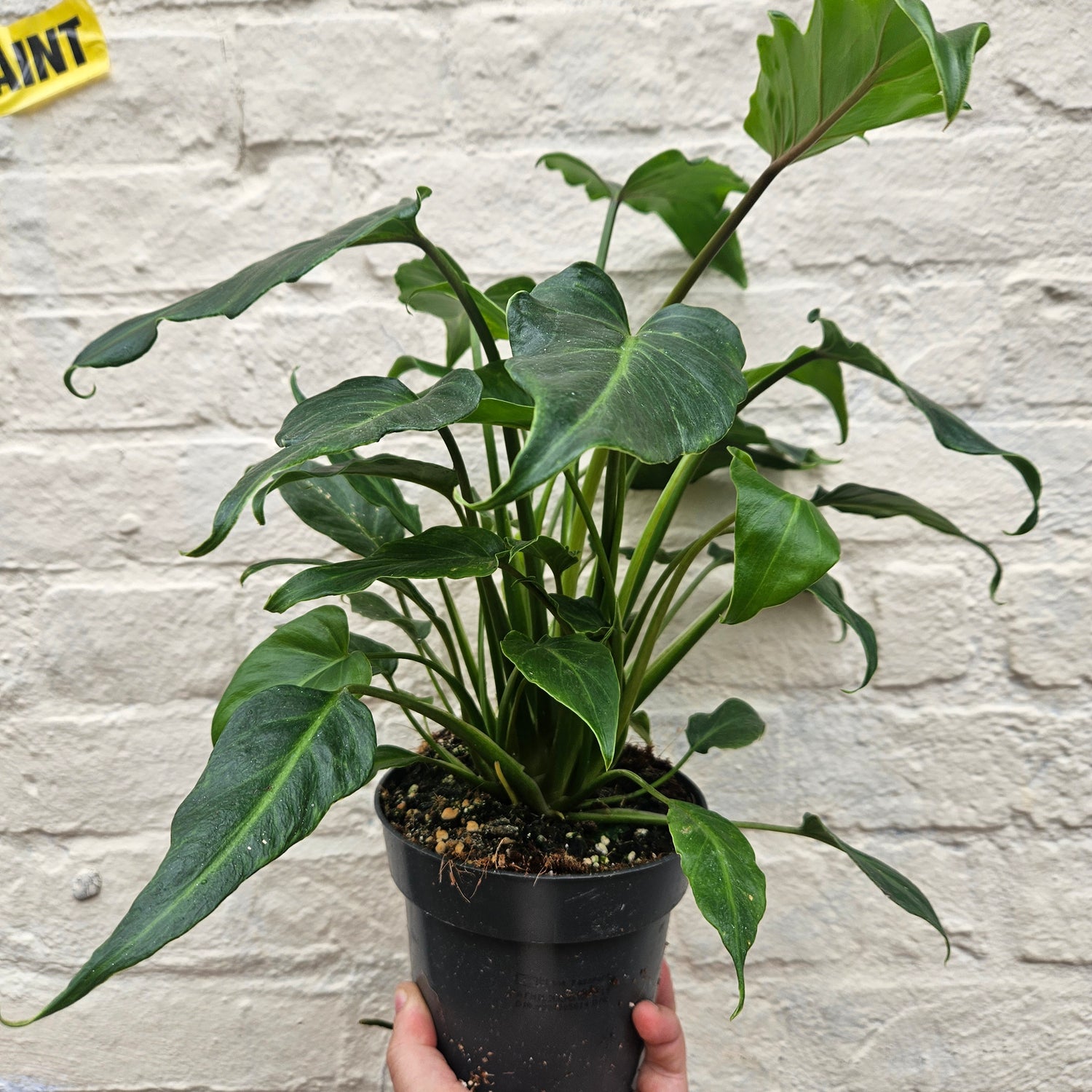 Thaumatophyllum xanadu syn. Philodendron xanadu