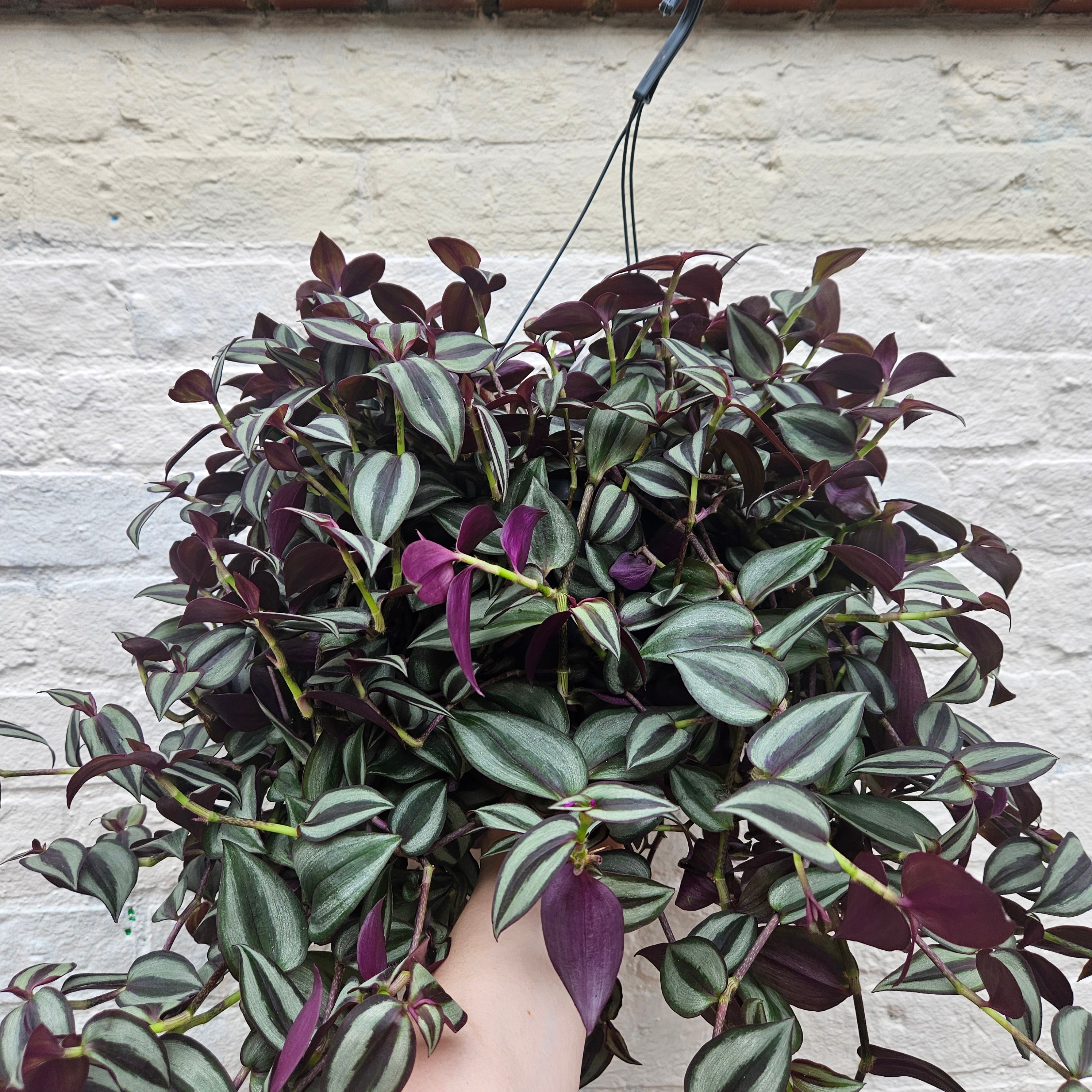 Tradescantia purpusii (Inch plant/ Wandering Dude)