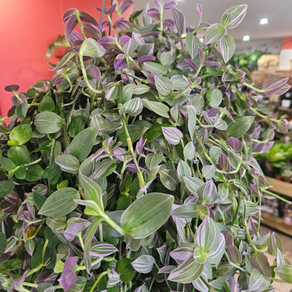 Tradescantia flumensis &