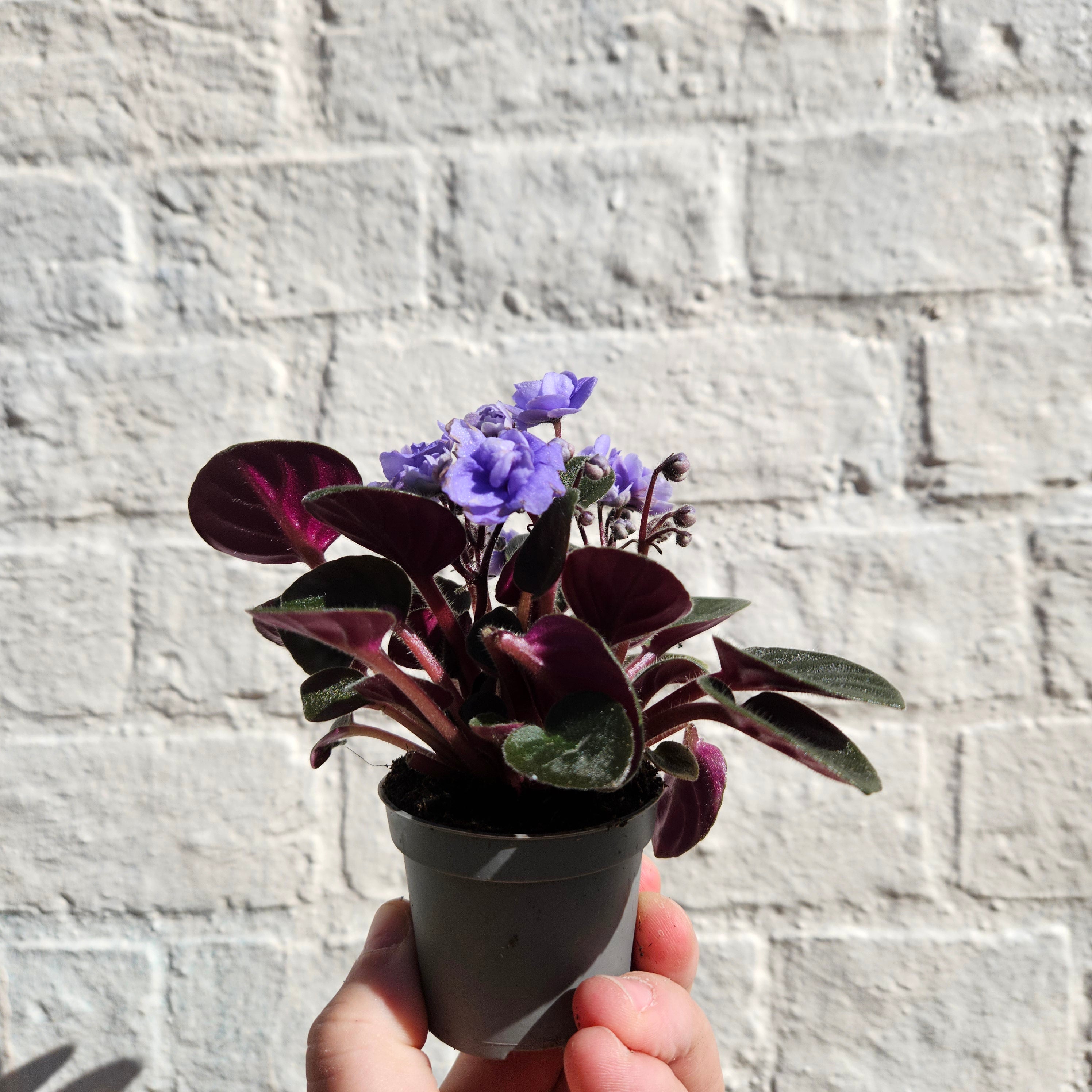 Saintpaulia ionatha (African violet)