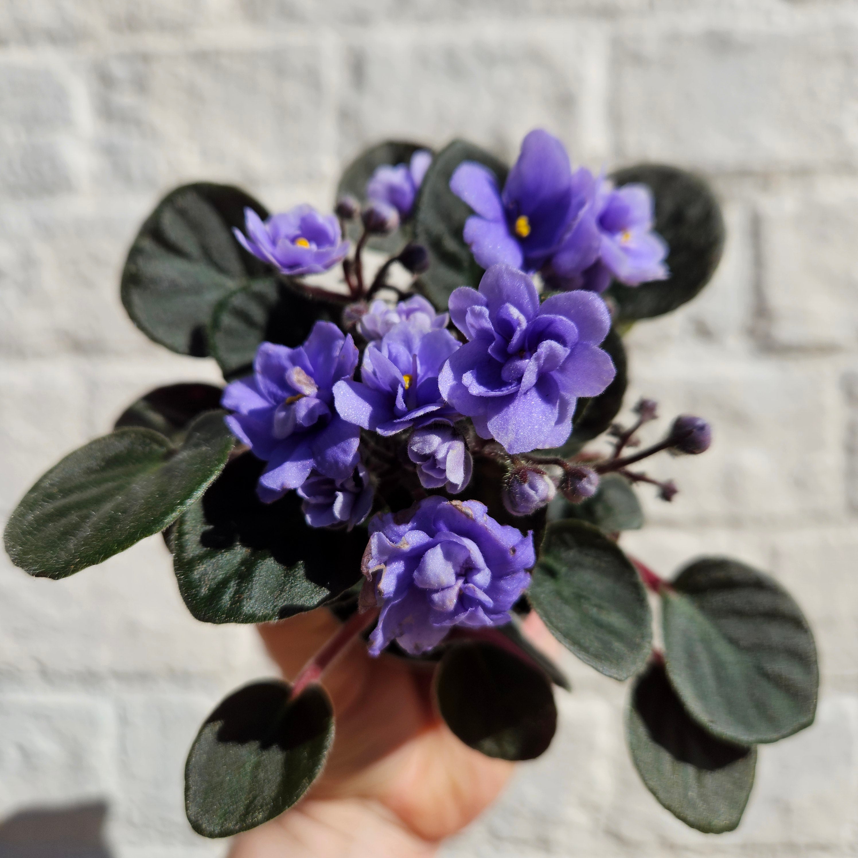 Saintpaulia ionatha (African violet)