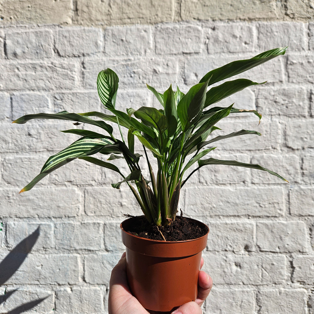 Goeppertia Elliptica syn. Calathea Vittata Prayer Plant)