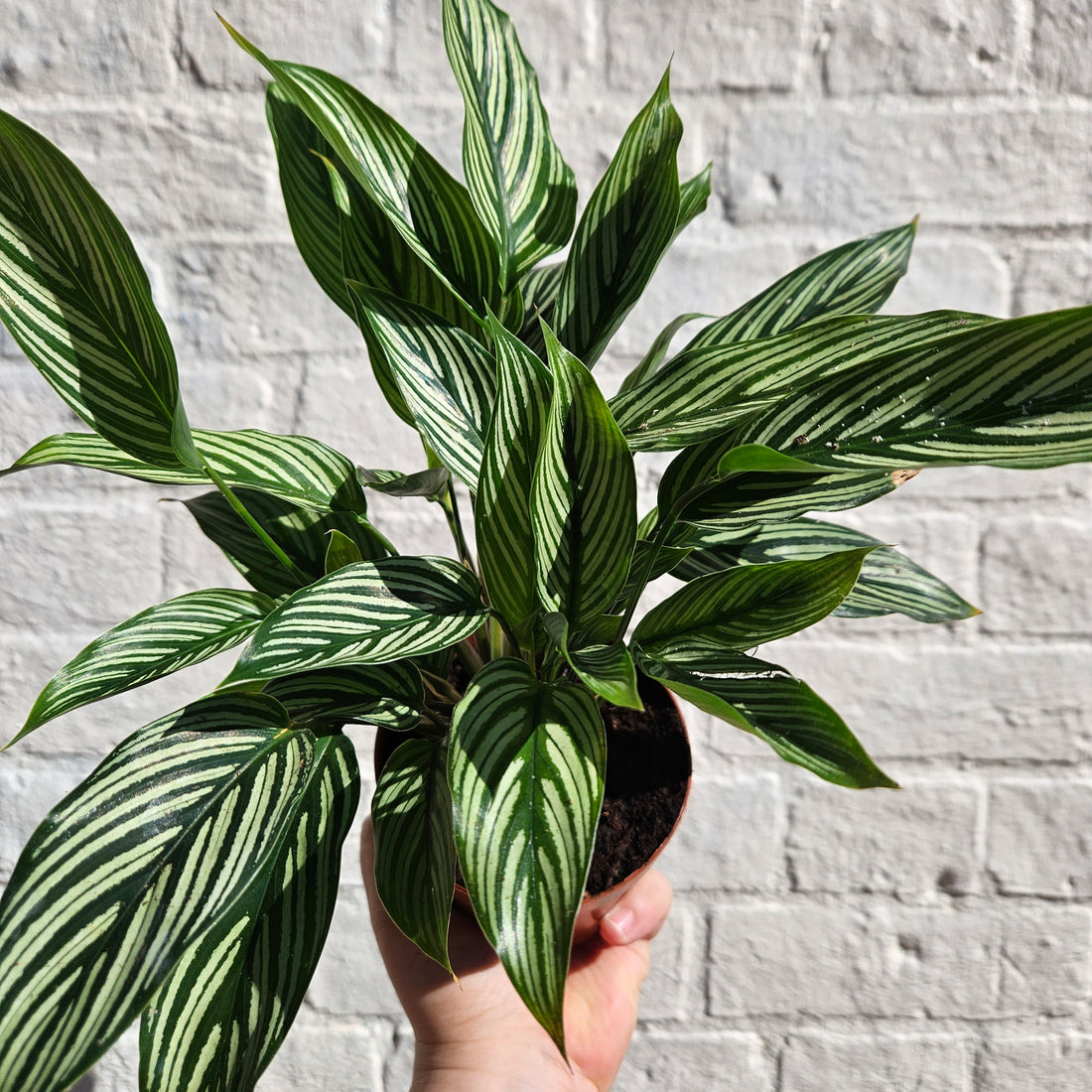 Goeppertia Elliptica syn. Calathea Vittata Prayer Plant)