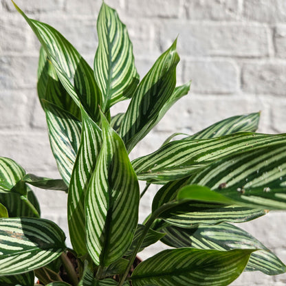 Calathea Vittata syn Goeppertia Elliptica (Prayer Plant)