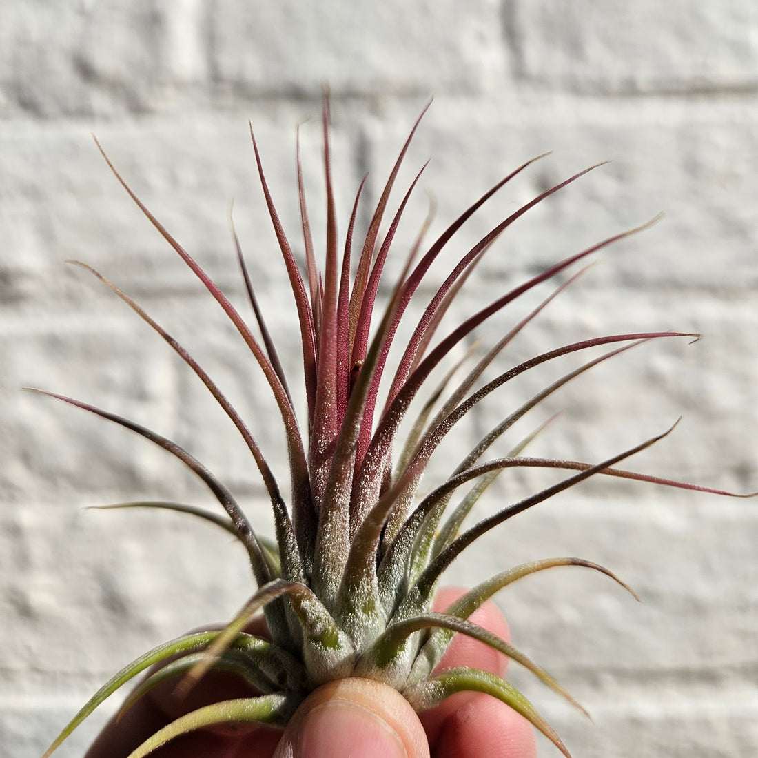 Tillandsia &