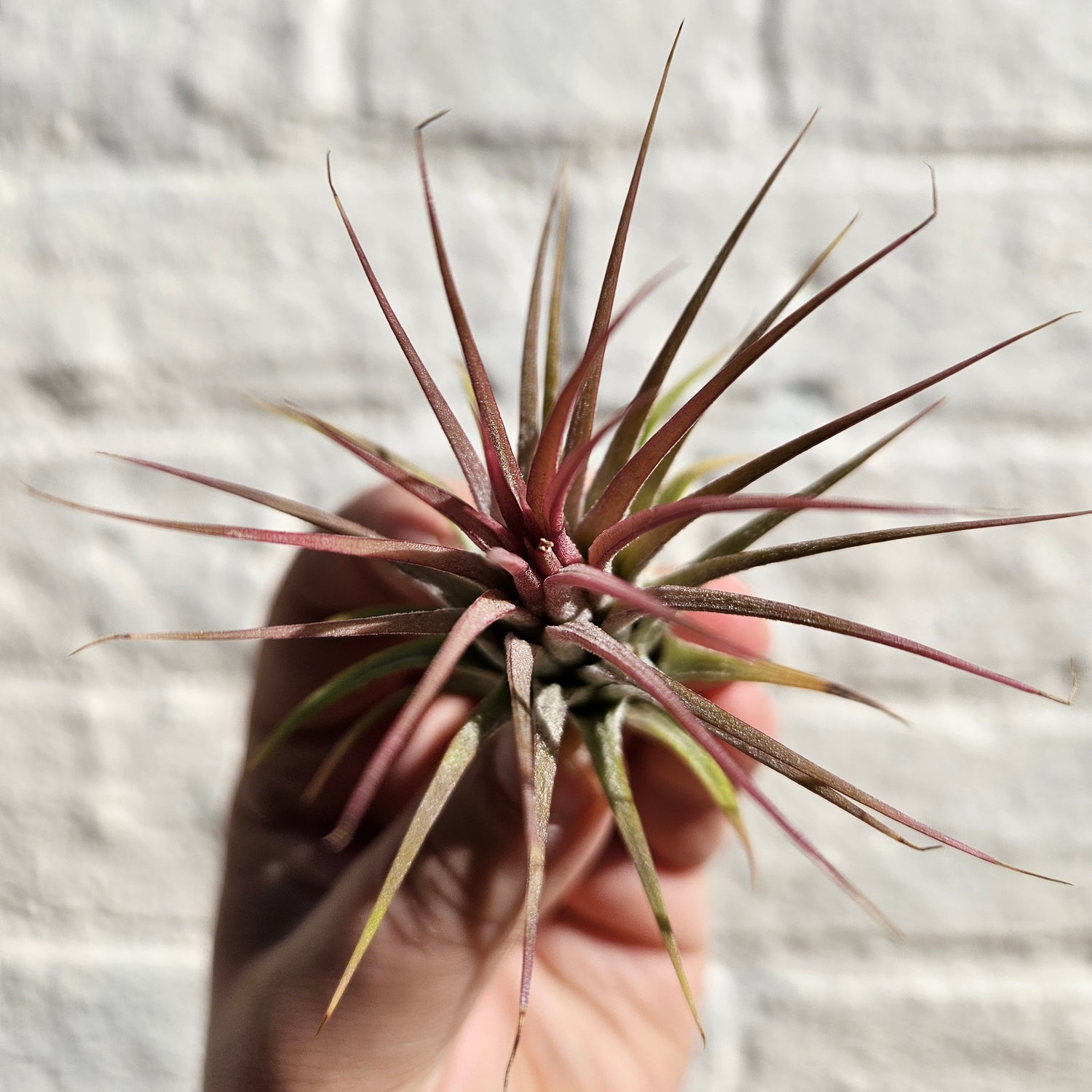 Tillandsia &