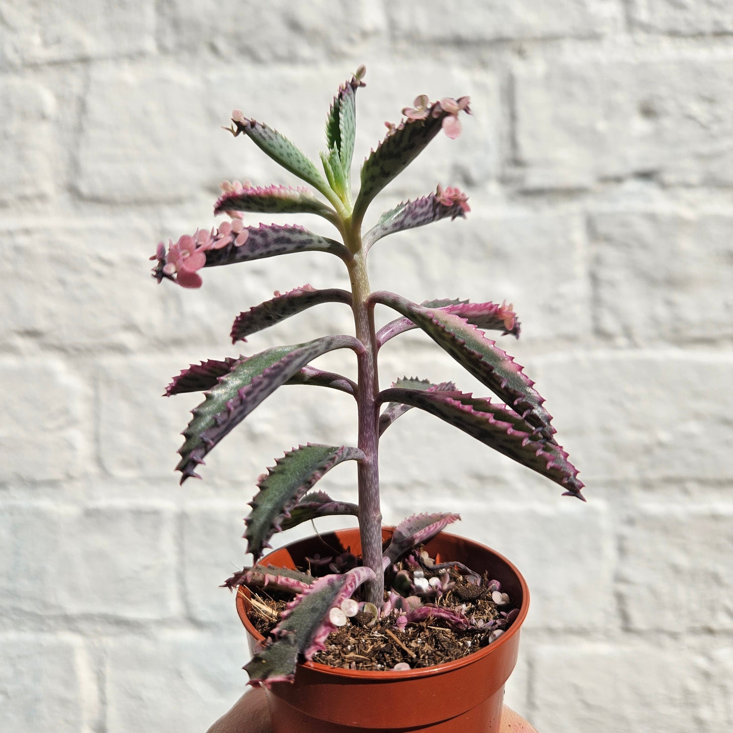 Kalanchoe Tubiflora &