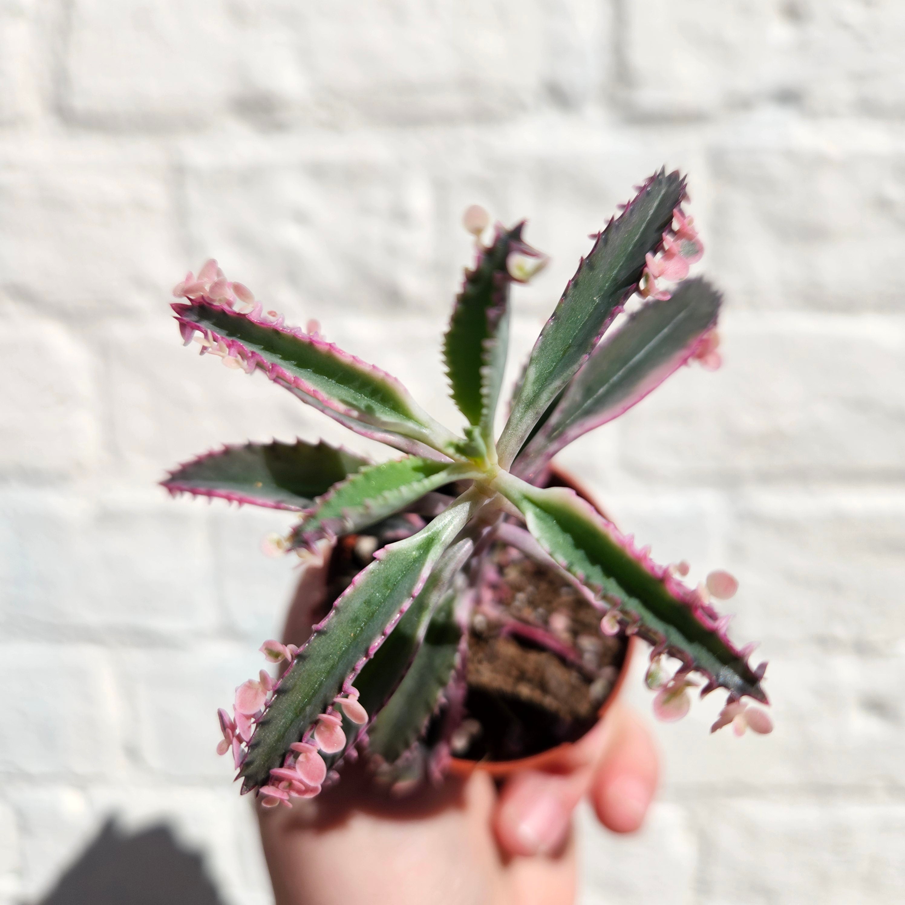 Kalanchoe Tubiflora &