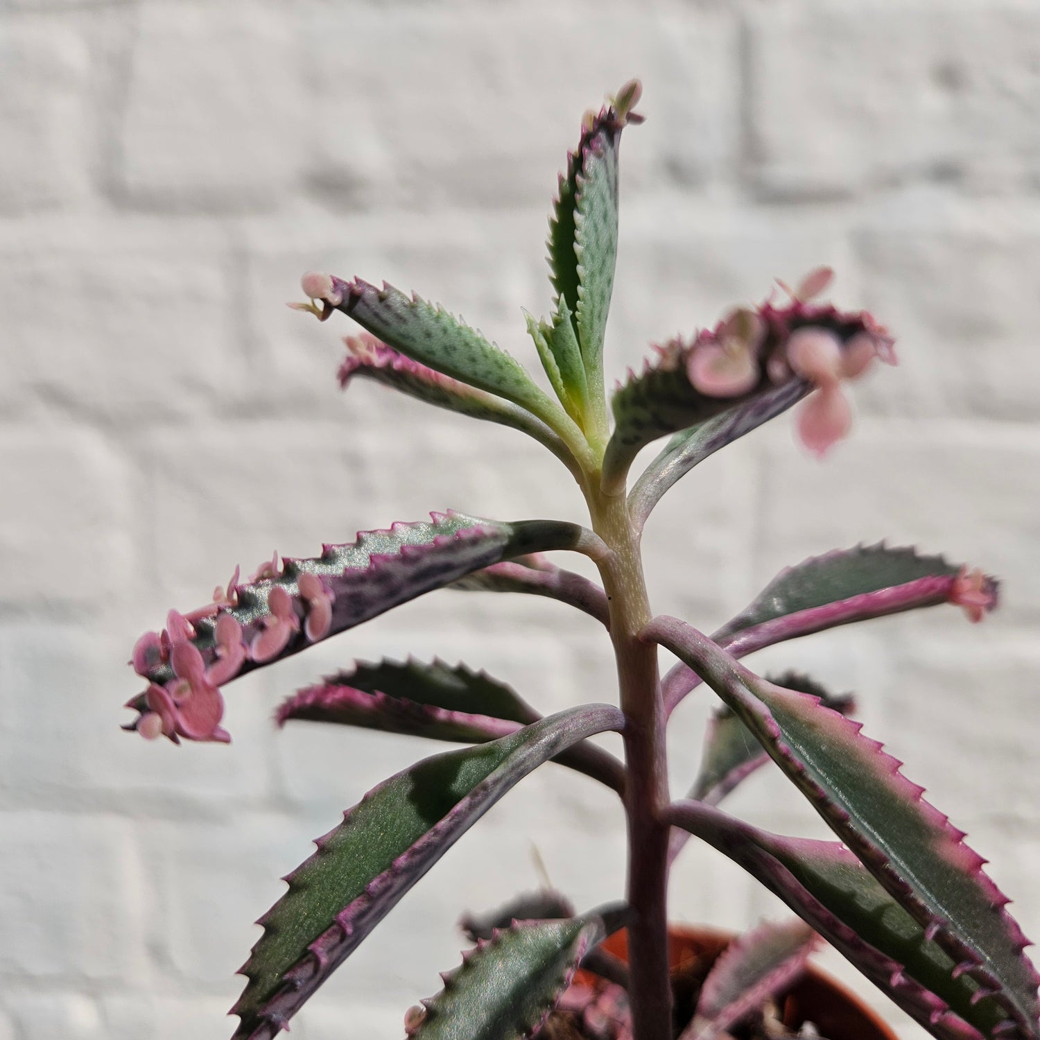 Kalanchoe Tubiflora &