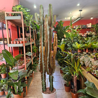 Euphorbia erytrea Double Stem (Candelabara Cactus/ Desert Cactus)