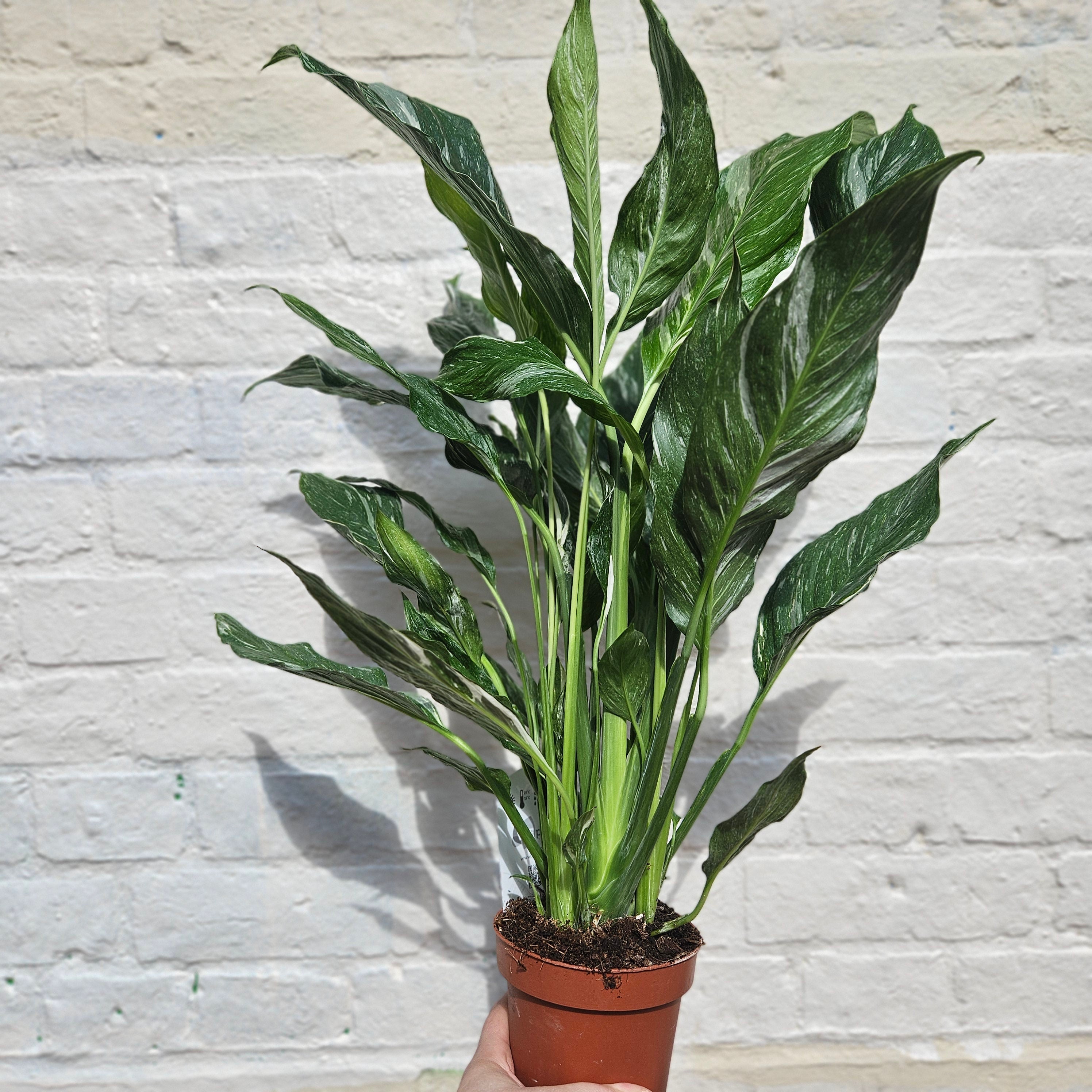 Spathiphyllum &