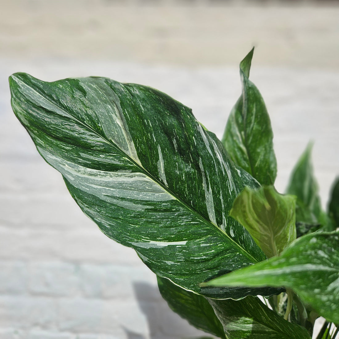 Spathiphyllum &