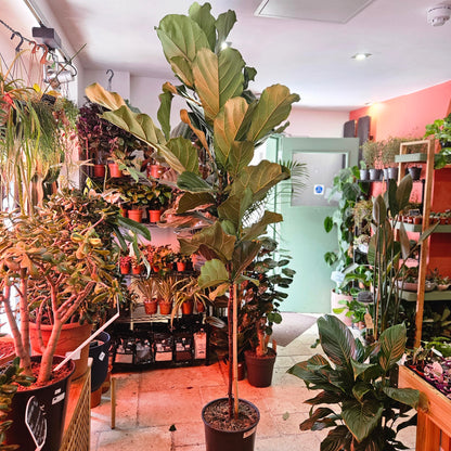 Ficus lyrata (Fiddle leaf fig) Different heights available