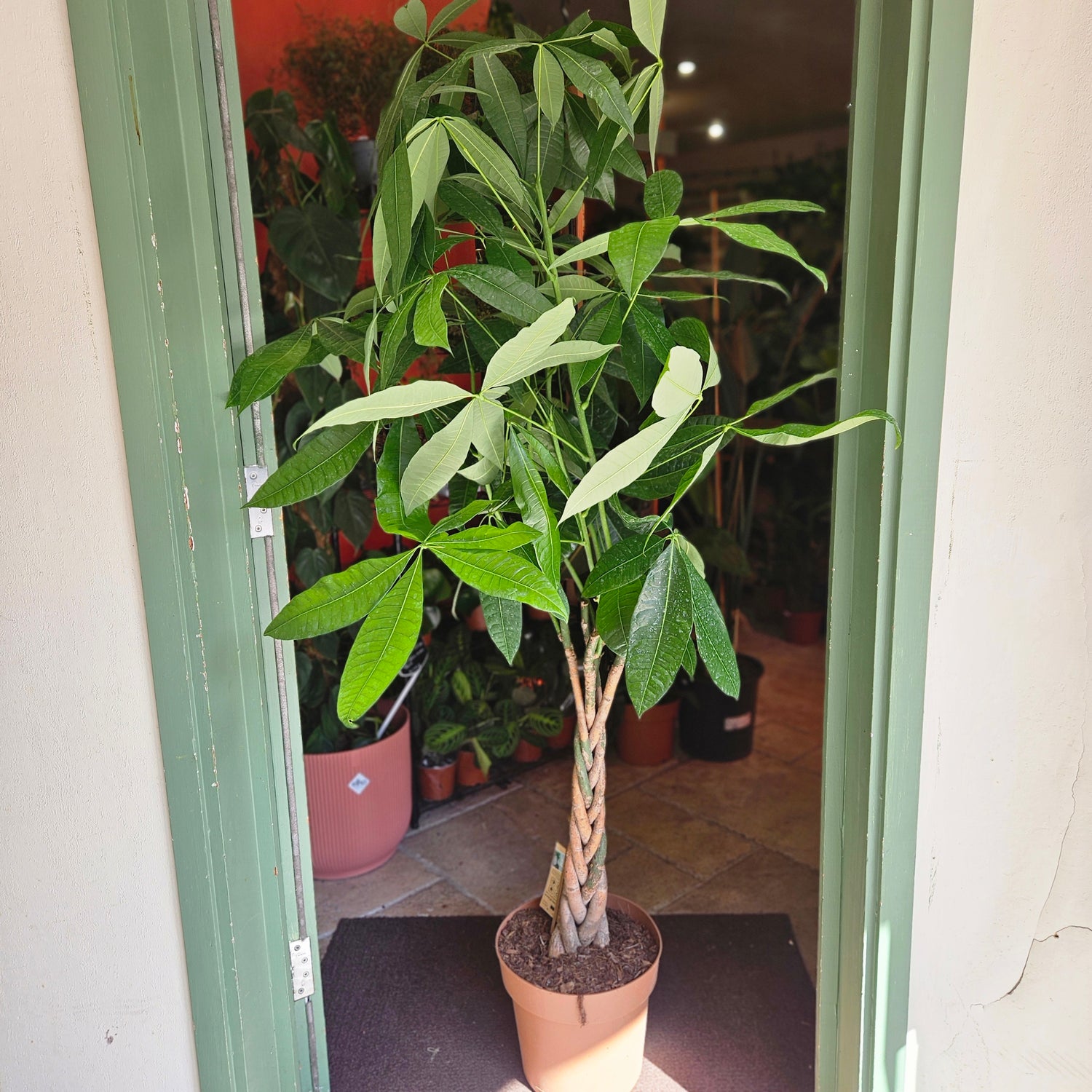 Pachira aquatica (Guiana Chestnut/ Money Tree)