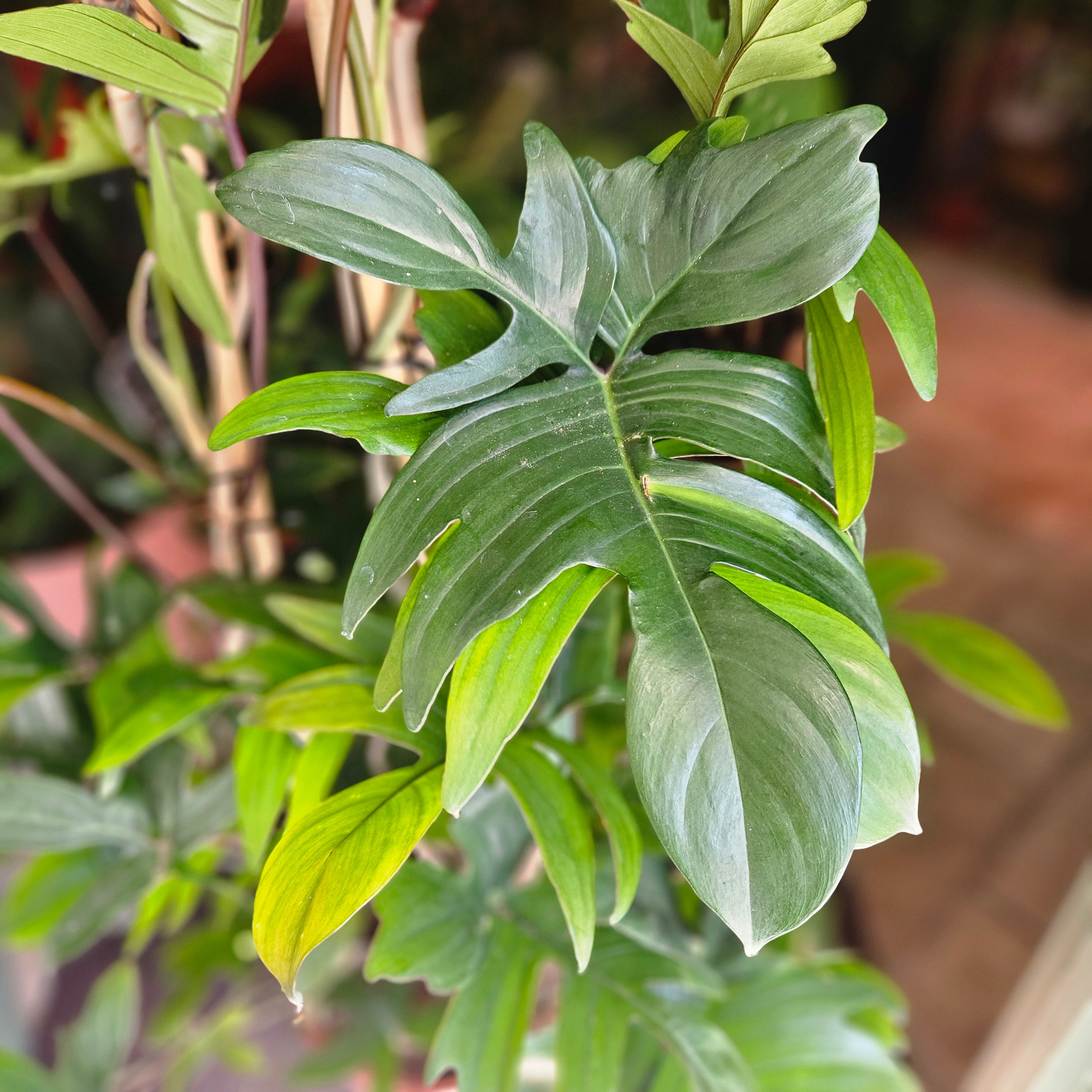 Philodendron pedatum (Oak Leaf Philodendron)