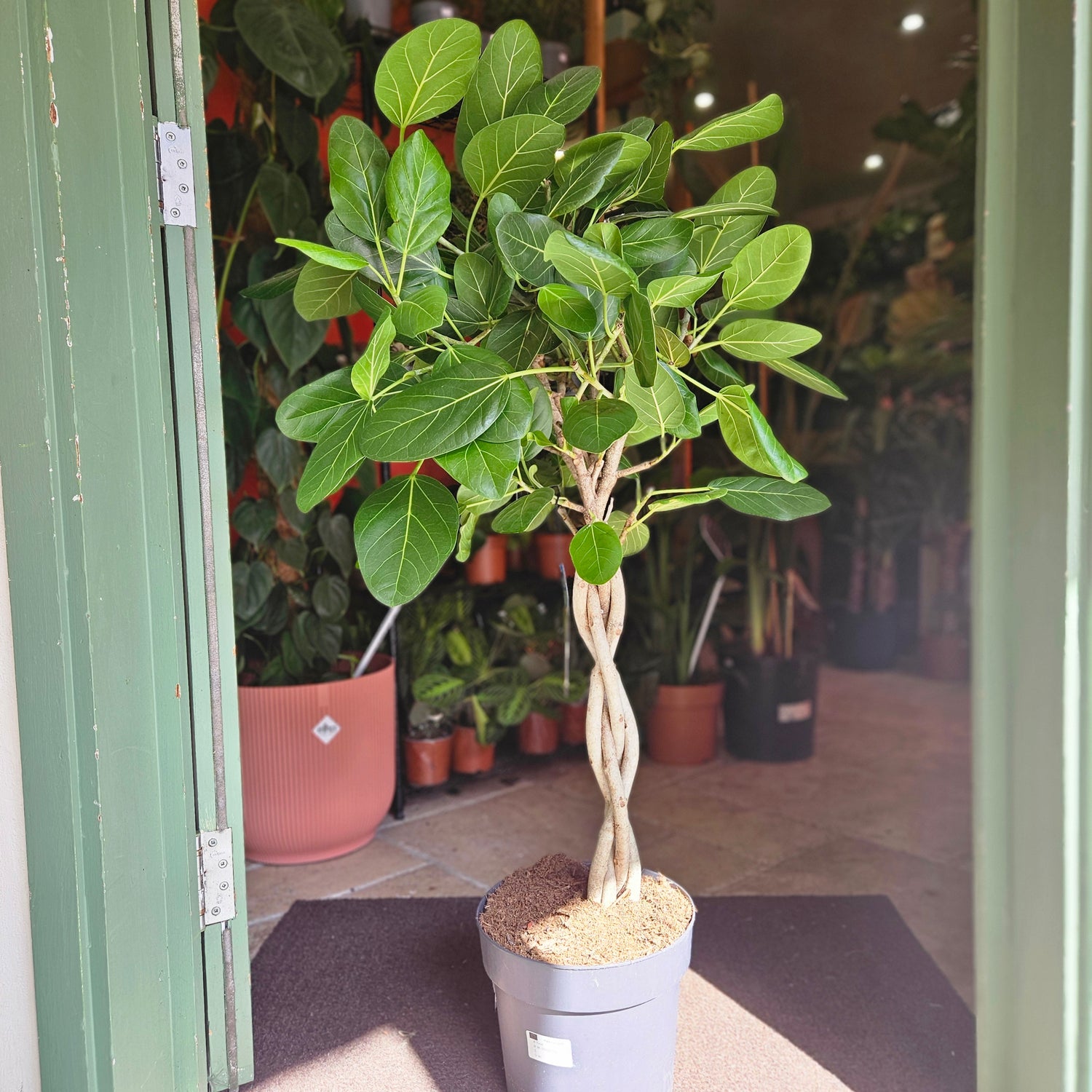 Ficus benghalensis &