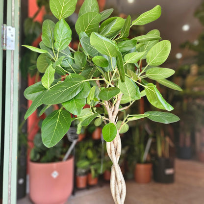 Ficus benghalensis &