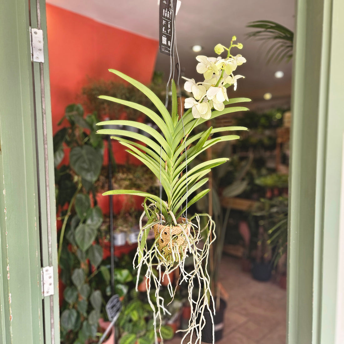 Vanda hybrid Orchid (White Flowers)