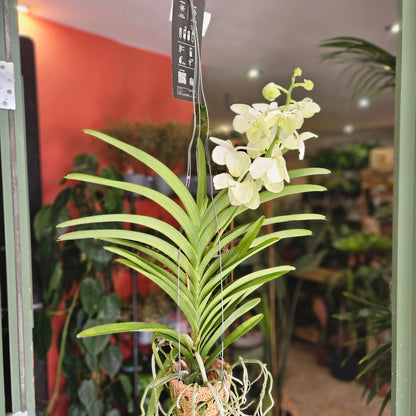 Vanda hybrid Orchid (White Flowers)