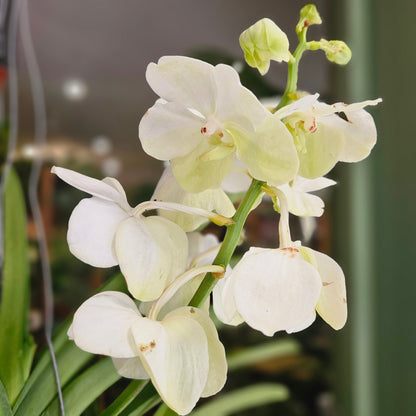 Vanda hybrid Orchid (White Flowers)