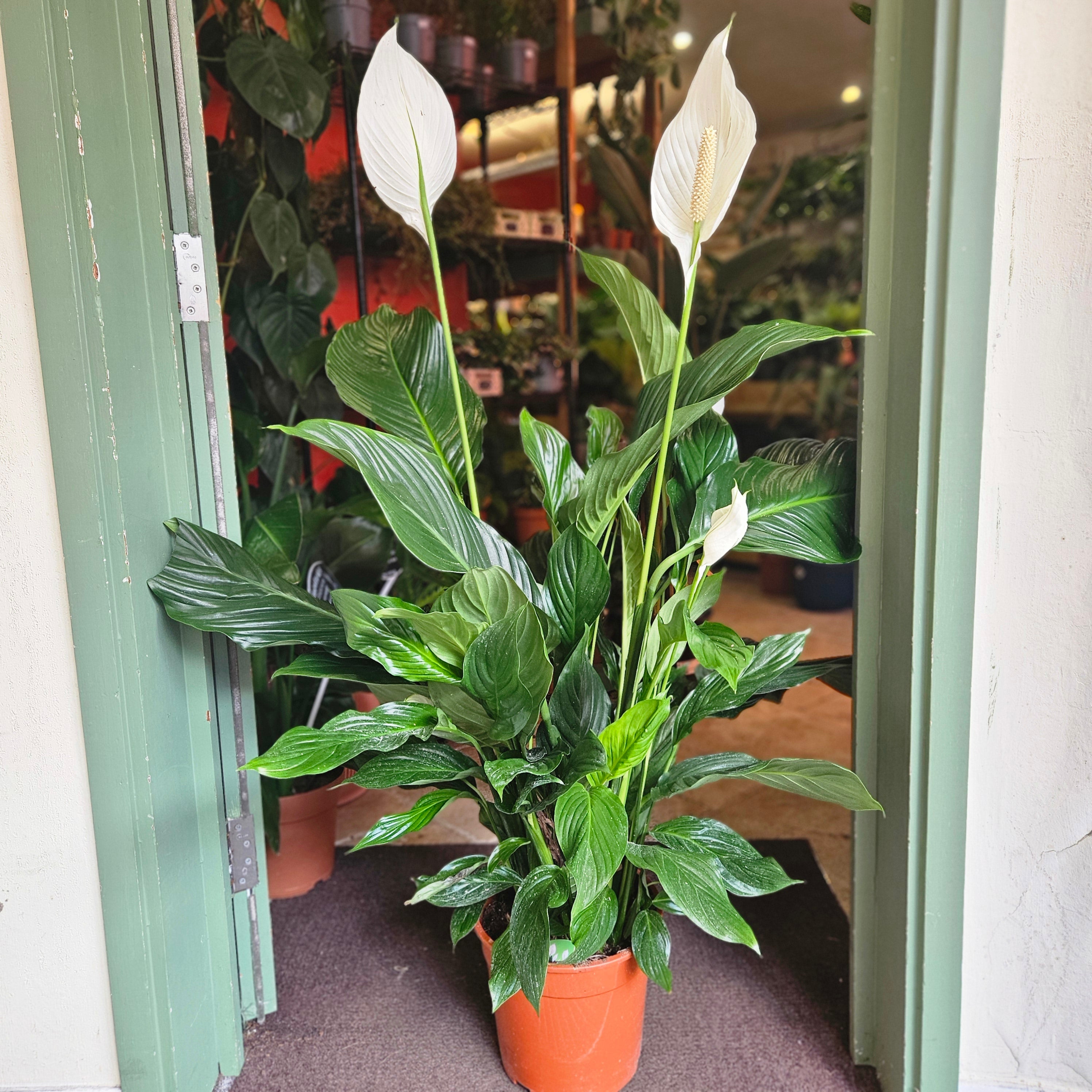 Spathiphyllum &