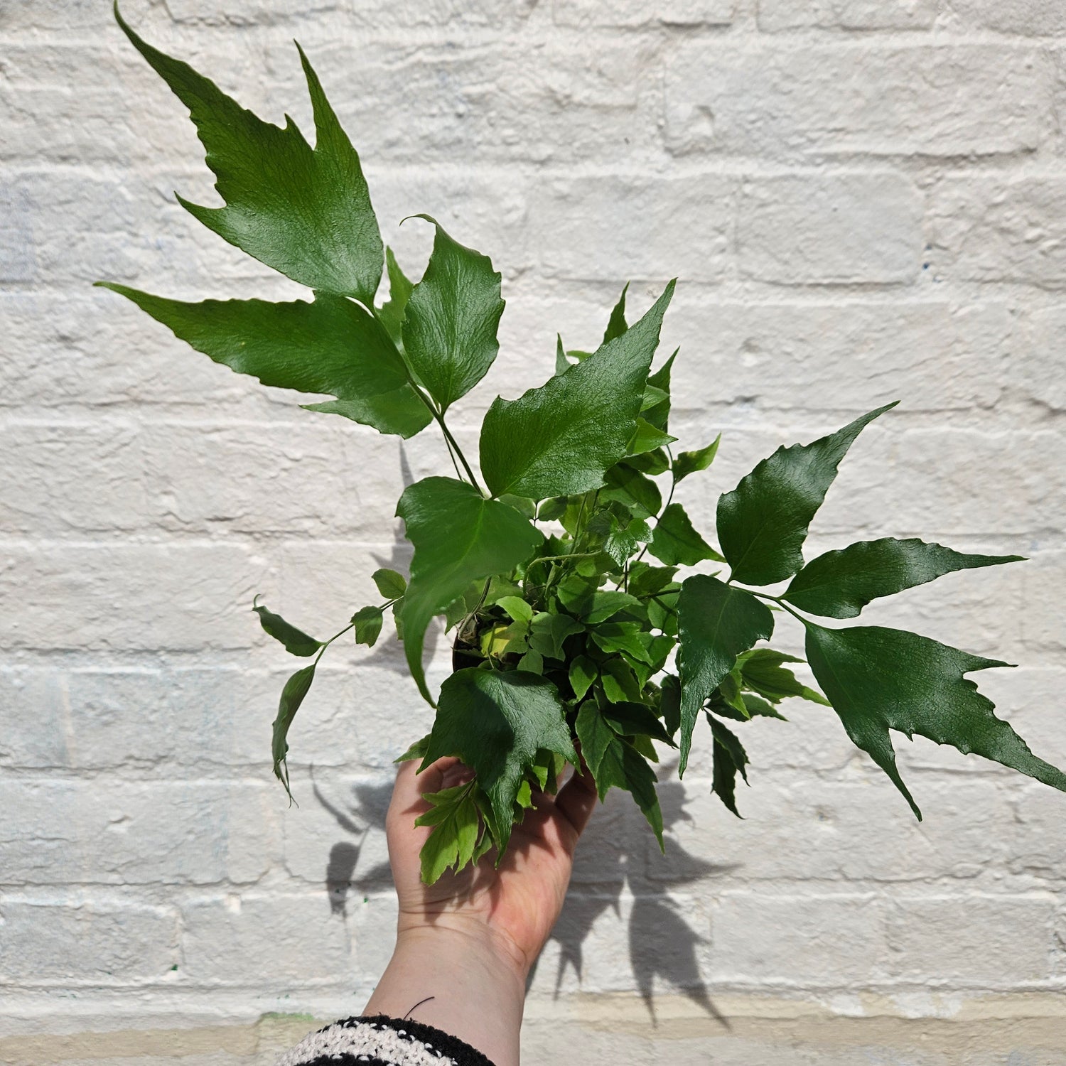 Cyrtomium Falcatum (Japanese Holly Fern)