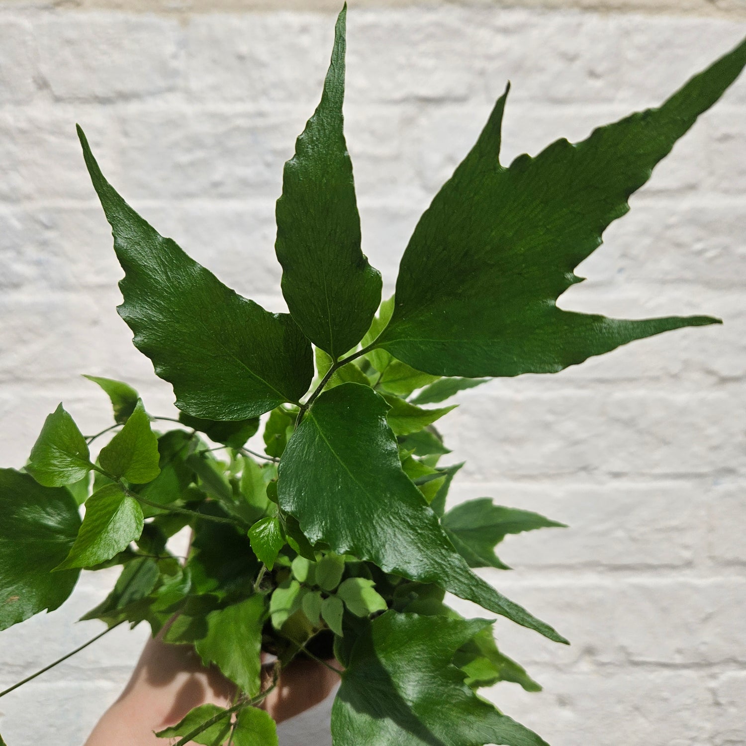 Cyrtomium Falcatum (Japanese Holly Fern)