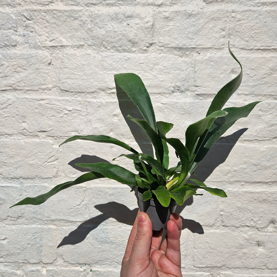 Platycerium bifurcatum (Staghorn fern)