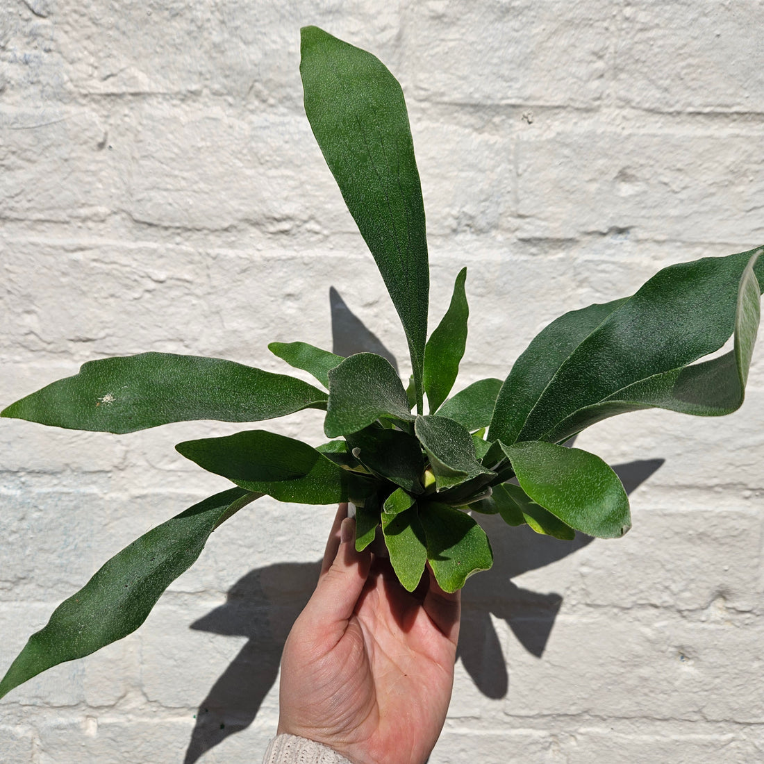 Platycerium bifurcatum (Staghorn fern)