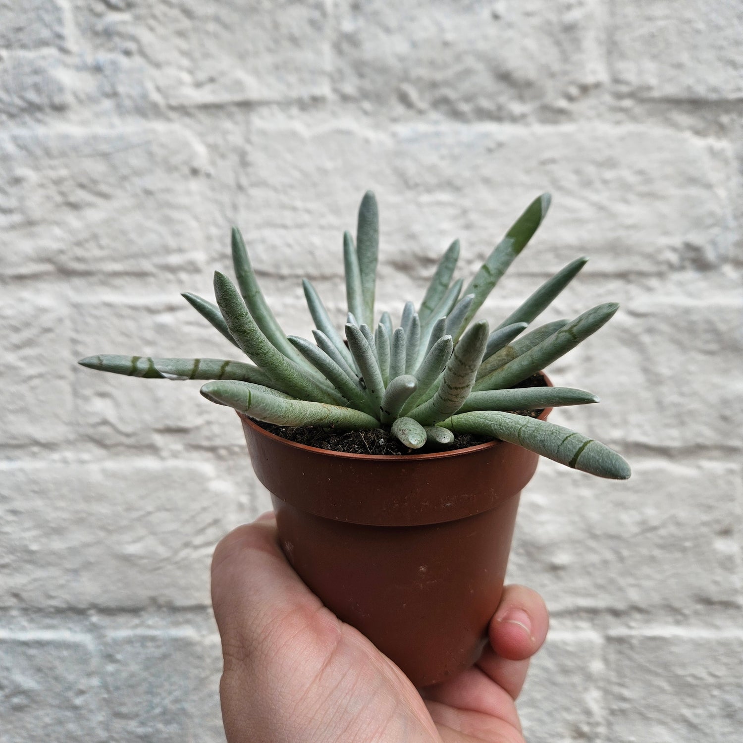 Caputia scaposa (Woolly Senecio)