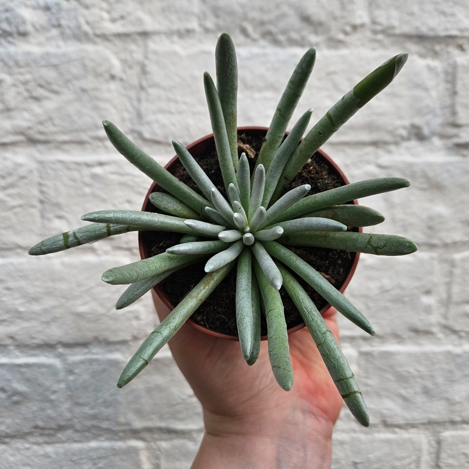 Caputia scaposa (Woolly Senecio)